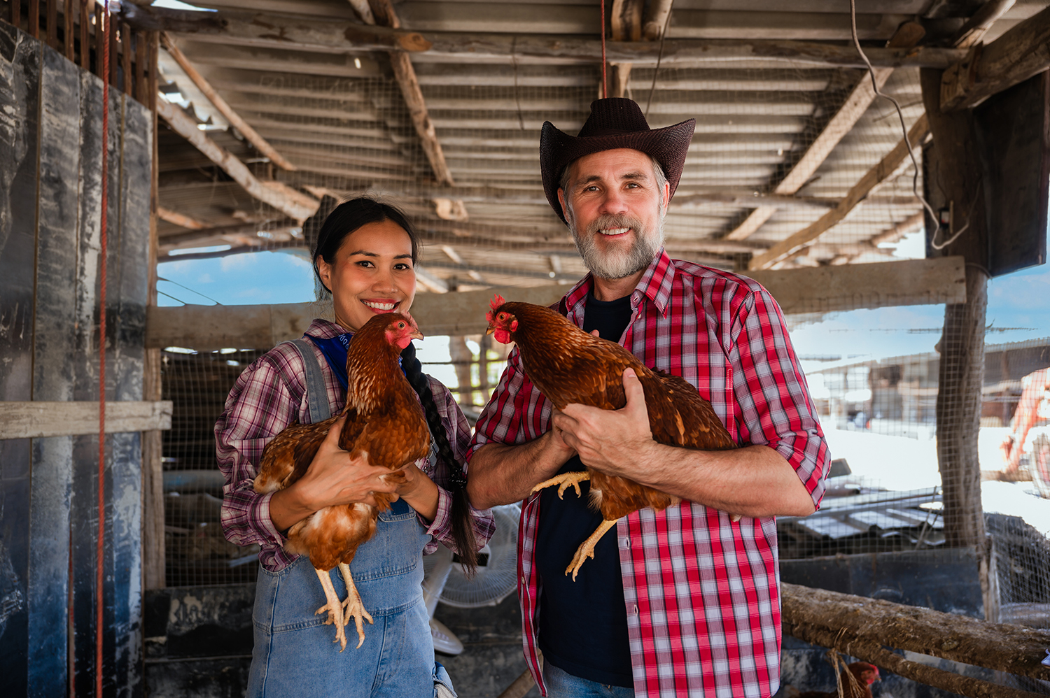 Portrait of happy senior man chicken farmer owner with his wife standing smiling and holding hen while looking at the camera on the organic farm at rural. Poultry business sustainable livestock farm.